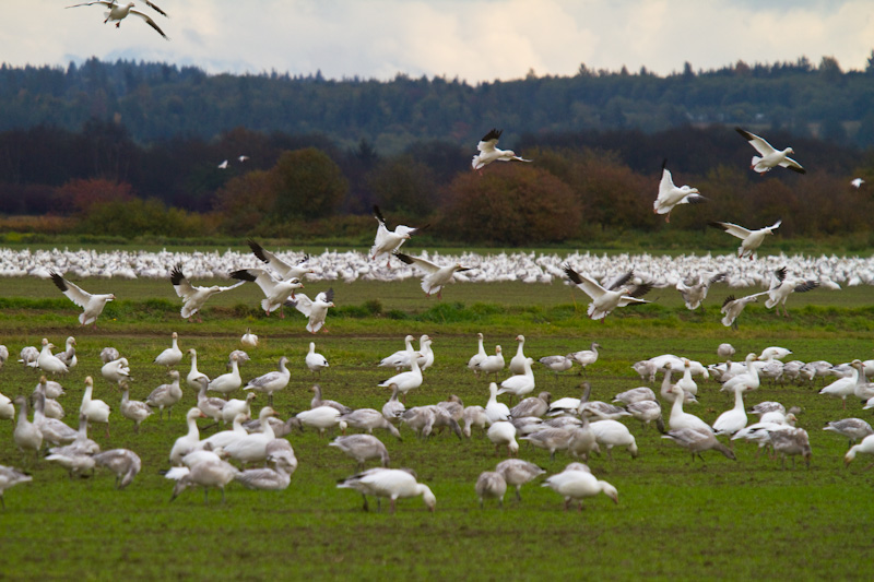 Snow Geese Landing In Field